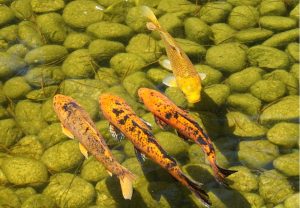 koi spawn in shallow water
